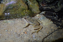 Quasipaa exilispinosa