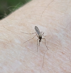 Aedes trivittatus