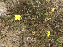 Diplotaxis tenuifolia