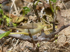 Hippolais polyglotta