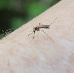 Aedes trivittatus