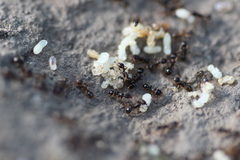 Tetramorium caespitum