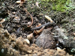 Reticulitermes flavipes