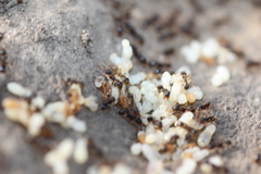 Tetramorium caespitum