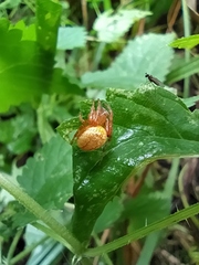 Araneus alsine