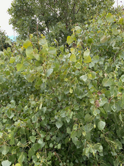 Populus deltoides