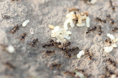 Tetramorium caespitum