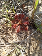 Drosera capillaris