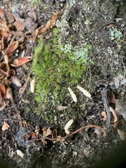 Reticulitermes flavipes