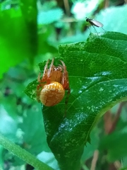 Araneus alsine