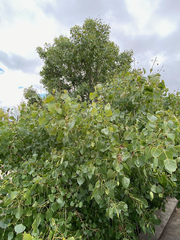 Populus deltoides