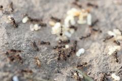 Tetramorium caespitum