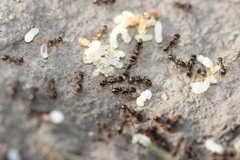 Tetramorium caespitum