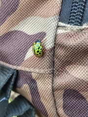 Calligrapha polyspila