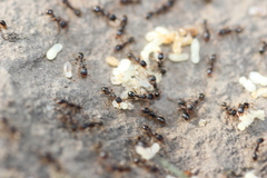 Tetramorium caespitum