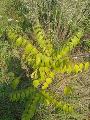 Ulmus pumila