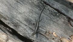 Cryptoblepharus pulcher