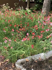 Hesperantha coccinea