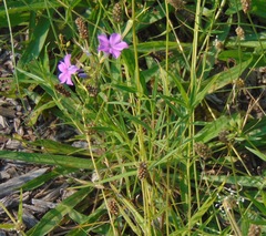 Phlox glaberrima interior