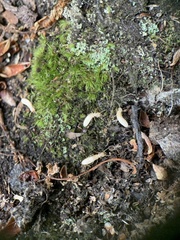 Reticulitermes flavipes