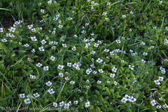 Cornus unalaschkensis