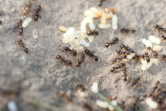 Tetramorium caespitum