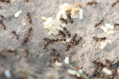 Tetramorium caespitum