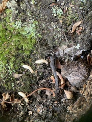 Reticulitermes flavipes