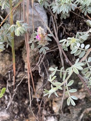 Dalea bicolor