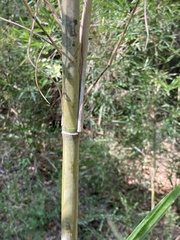 Phyllostachys aurea