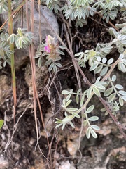 Dalea bicolor