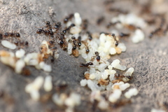 Tetramorium caespitum