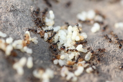 Tetramorium caespitum