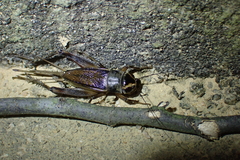 Teleogryllus