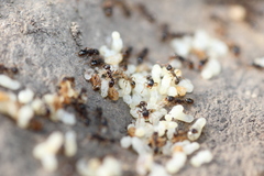 Tetramorium caespitum