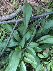 Solidago arguta