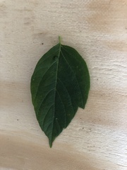 Acer negundo