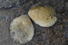 Clinocardium nuttallii