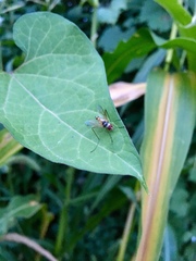 Cholomyia inaequipes