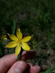 Sisyrinchium weirii