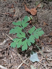 Dicentra formosa