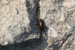 Eunemobius carolinus