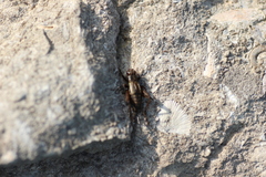 Eunemobius carolinus