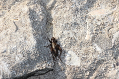 Eunemobius carolinus