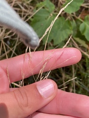 Agrostis gigantea
