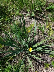 Sisyrinchium weirii
