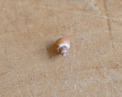 Austrolittorina