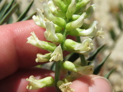 Astragalus pomonensis