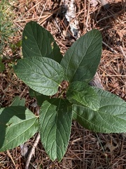 Ceanothus americanus