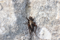 Eunemobius carolinus